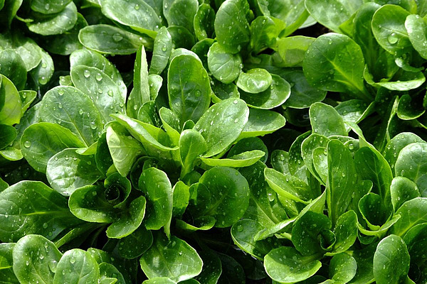 Gros plan sur une salade doucette.