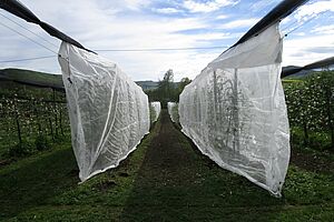 Une protection mono-rang pour la production biologique de pommes à Frick AG.