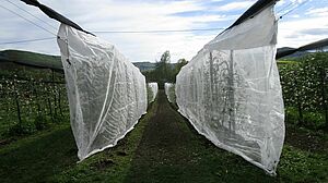 Une protection mono-rang pour la production biologique de pommes à Frick AG.