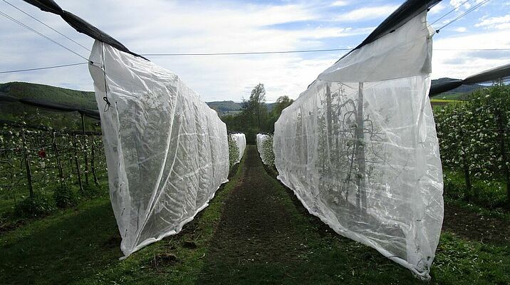 Une protection mono-rang pour la production biologique de pommes à Frick AG.