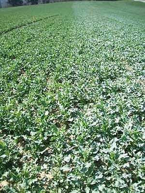 Essais avec poudre de roche: à gauche, non traité (= vert); à droite, traité (= gris-blanc)