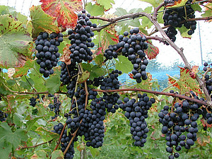 Nahaufnahme von blauen Trauben.