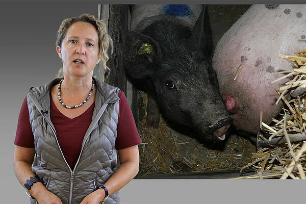 Une femme au premier plan, avec comme image de fons un cochon qui mord une queue