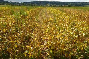 Petites parcelles de variétés de soja avec des couleurs différentes, du vert au jaune ou même au brun.