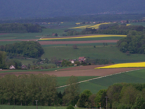 Paysage de champs cultivés divers avec colza en fleur par çi par lä et des haies.