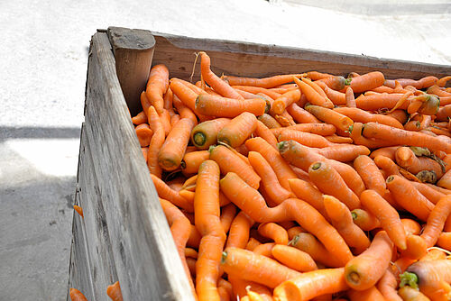 des carottes dans une paloxe