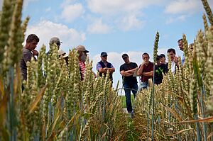 Champ de céréales avec des gens