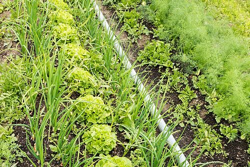 Différents légumes les uns à côté des autres, cultivés en ligne. Au milieu, un tuyau d'arrosage. 