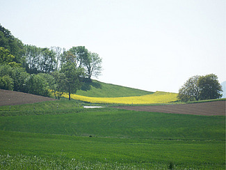 Paysage agricole dans le canton de Vaud avec un champ de colza en fleurs