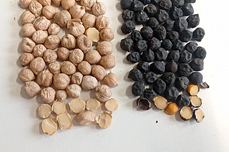 Sur une surface blanche sont disposées des graines de pois chiches : les claires à gauche, les noires à droite. 