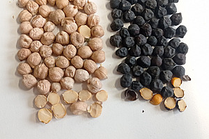 Sur une surface blanche sont disposées des graines de pois chiches : les claires à gauche, les noires à droite. 