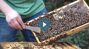 Apiculteur avec des rayons de miel remplis d'abeilles
