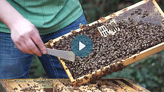 Apiculteur avec des rayons de miel remplis d'abeilles