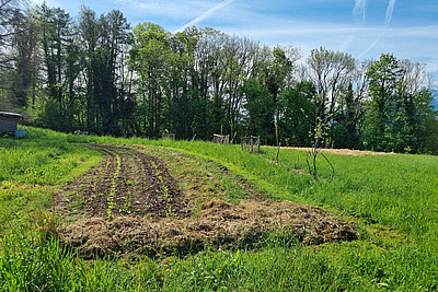 Une plate-bande de jeunes salades a été aménagée à côté d'une rangée de jeunes arbres. 