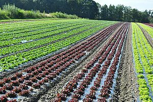 Cultures de salades sur films géotextiles  sur de longues planches; sur quelques planches il y a des salades rouges, sur la plus grande partie des planches il y a des salades vertes.