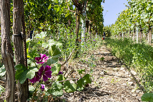 Sol entre deux rangées de vignes avec des zones dégagées et couvertes de végétation.