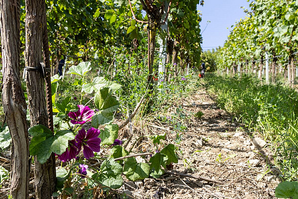 Sol entre deux rangées de vignes avec des zones dégagées et couvertes de végétation.