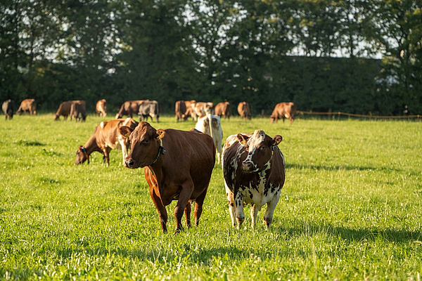 Des vaches de la race Danish Red, brunes et tachetées de blanc, au pâturage.