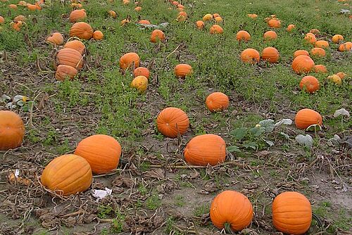 [Translate to Französisch:] reife orange-rote Kürbisse liegen auf dem Feld