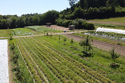 Vues en plongée, on aperçoit des rangées d'arbres qui s'étendent vers l'horizon, entrecoupées de potagers.