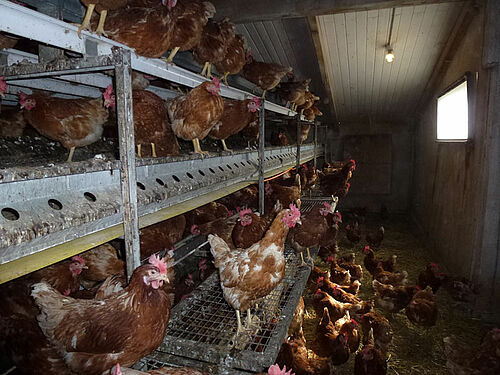 Poules réparties dans un poulailler et perchées