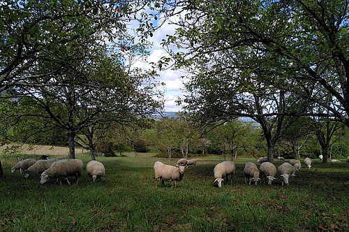 moutons pâturant dans un verger de noyers.