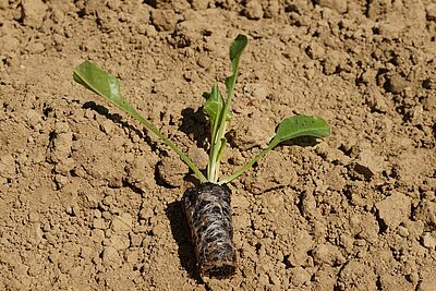 Un plant avec racines sur le sol