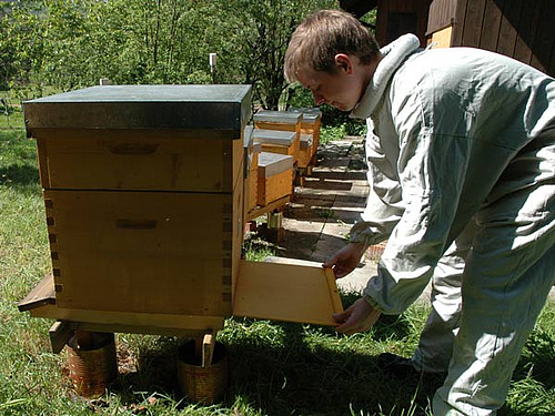 Garçon comptant les varroas morts dans une ruche en plein air.