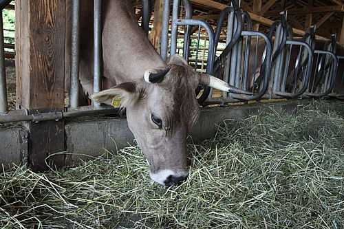 Une vache se tient dans la mangeoire et mange du foin.