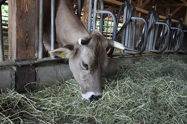 Une vache se tient dans la mangeoire et mange du foin.