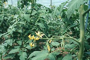 Plante de tomate en fleur dans une serre