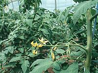 Plante de tomate en fleur dans une serre