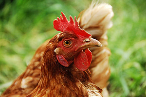 Poulet à plumage brun et à crête rouge.