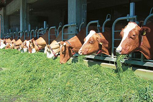 vaches en stabulation libre en mangeant de l'herbe