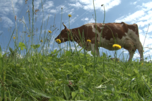 [Translate to Französisch:] 