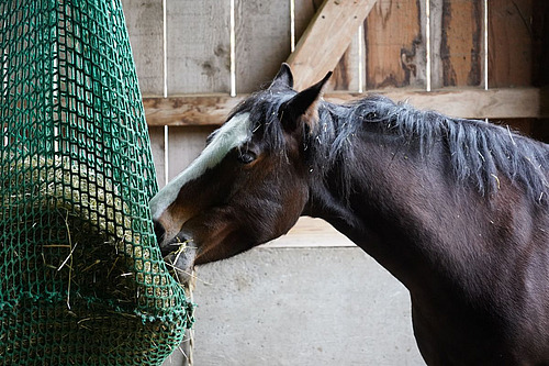 Un cheval broute des brins d'herbe dans un filet à foin.