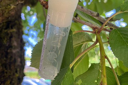 Tube contenant des guêpes parasitoïdes de l'espèce Ganaspis kimorum sont suspendus dans un cerisier. Ces insectes utiles sont lâchés dans le cadre d'un projet de lutte biologique contre la mouche du vinaigre du cerisier.