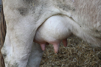 Gros plan sur la mamelle d'une vache.