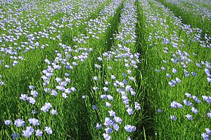 Plusieurs rangées de plantes à fleurs bleues de hauteur moyenne dans un champ.