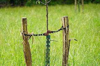 Un jeune tronc d'arbre est attaché à deux piquets, à droite et à gauche, à l'aide de cordes ; une housse en plastique verte est fixée autour du tronc. 