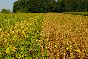 A gauche, soja encore bien vert. A droite, soja bien mûr, jaune. Aucune mauvaise herbe ne dépasse le soja. 