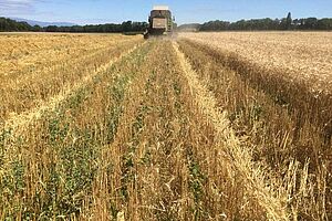 Une moissonneuse-batteuse avance dans un champ de blé. 