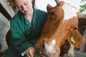 Une vétérinaire donne un médicament à une vache.