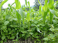 Plantes de maïs ayant 50 cm de haut; à leur base, il y a beaucoup de plantes de galinsoga qui font 25 cm de haut et qui risquent d'étouffer le maïs.