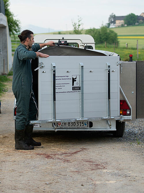 Landwirt bei seinen Mastrindern auf der Weide
6 Rinder stehen ruhig im Auslauf
Mann auf der Kanzel mit Gewehr im Anschlag
Betäubtes Rind am Arm des Hofladers
Betäubtes Tier am Ausblugen, aufgehängt am Arm des Hofladers
Hoflader setzt das tote Tier