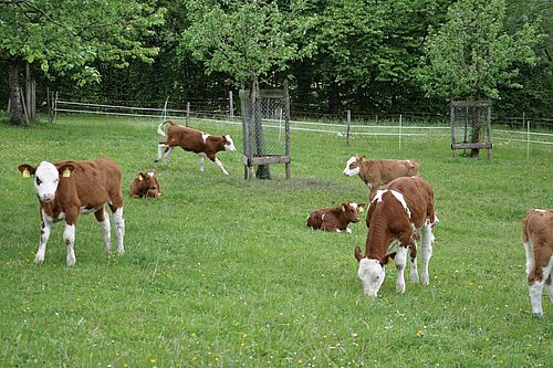 Kälber grasen auf einer Weide