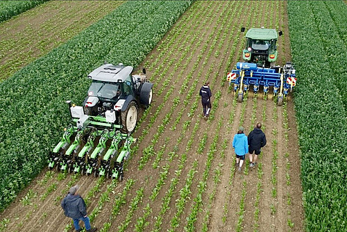 Deux tracteurs équipés de bineuses travaillent côte à côte dans un champ, accompagnés de quatre personnes entre des rangées de jeunes plants.