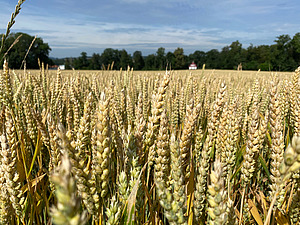 Champ de blé.