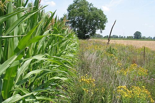 Une bande de fleurs à côté d'un champ de maïs avec un arbre en arrière-plan.
