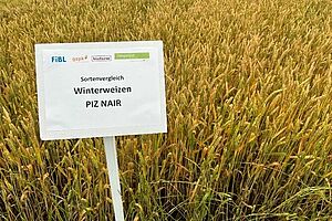 Un champs avec la variété de blé "Piz Nair"